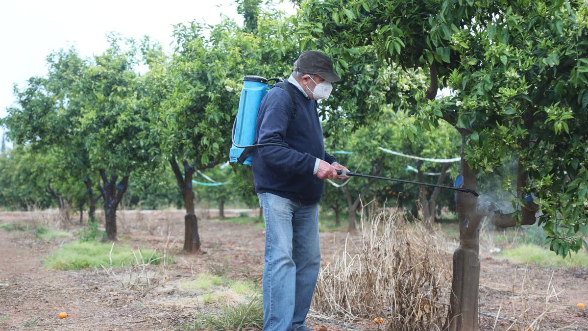 Un agricultor realiza un tratamiento contra la plaga del &#039;cotonet&#039;.