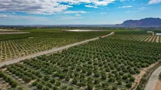 El recorte del trasvase provocará unas pérdidas de 6.000 millones de patrimonio agrícola en la provincia de Alicante