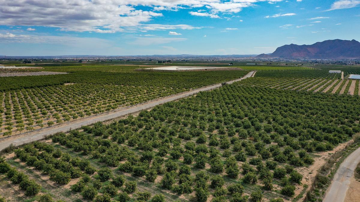 Cerca de 30.000 hectáreas desparecerán por los recortes en el envío de agua del Tajo a la provincia de Alicante