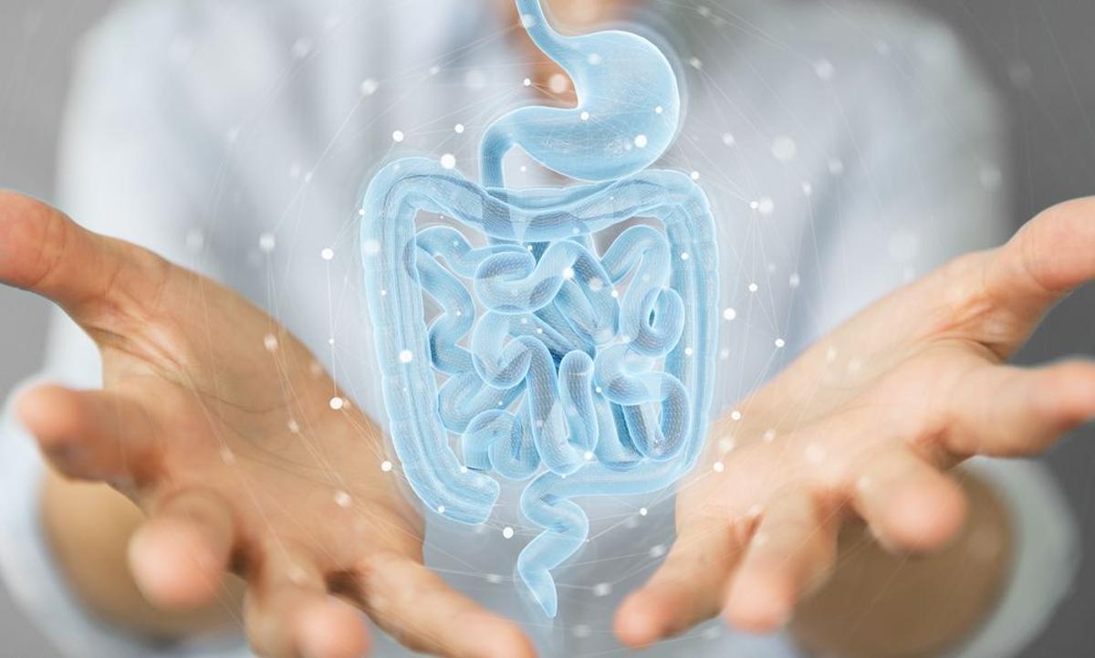 intestino intestino