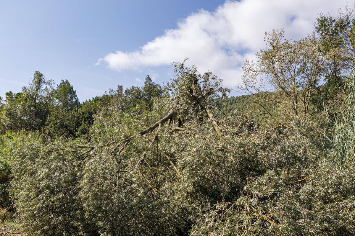 La pedra provoca afectacions en les vinyes al celler Collbaix
