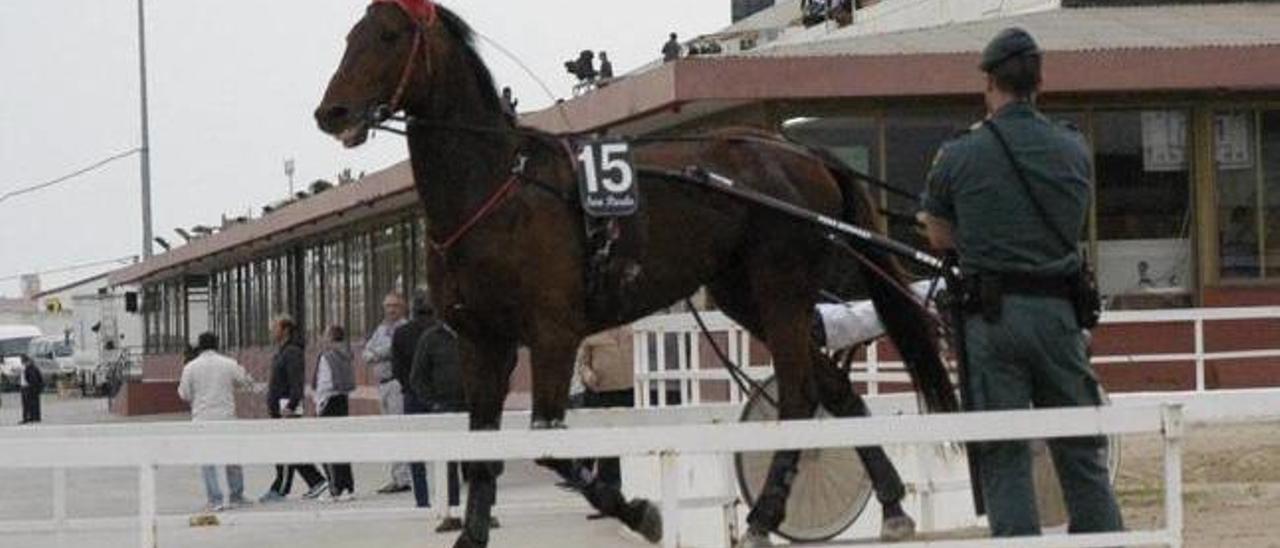 Los abogados animalistas se personarán en la causa por la Operación Cabriol