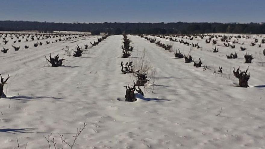 Un viñedo nevado en El Pego.