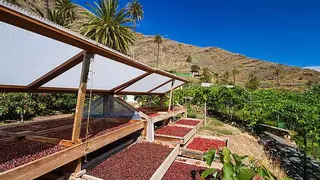 Este es el rincón de Gran Canaria donde se cultiva el café que enamoró a Stephen Hawking