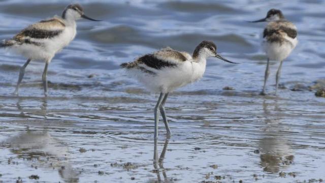 Tres pollos de menos de un mes fotografiados en ses Salines. / CAT