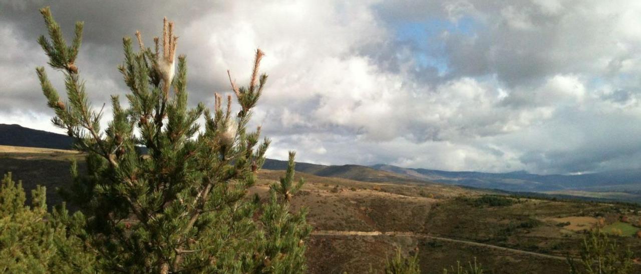 Nius d’erugues en un bosc de pi a la zona de la Solana de la Cerdanya | ARXIU/M.S.