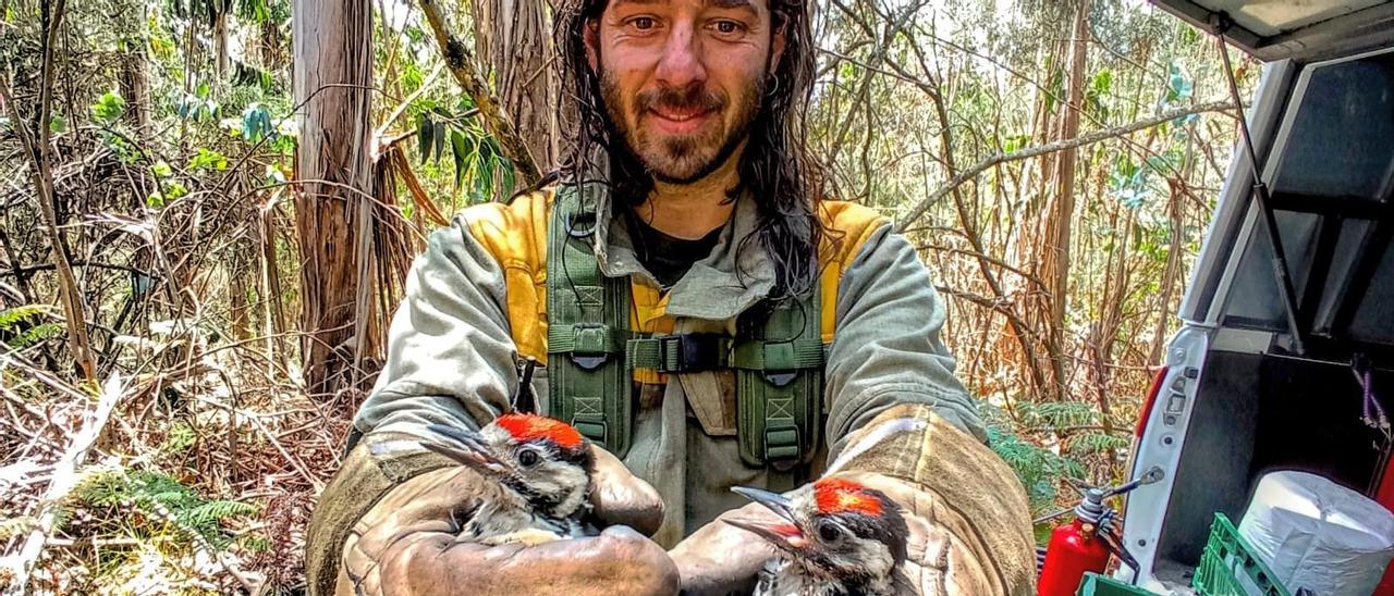 El bombero forestal Pablo Durán, sonríe con las dos crías de pájaro carpintero en las manos.