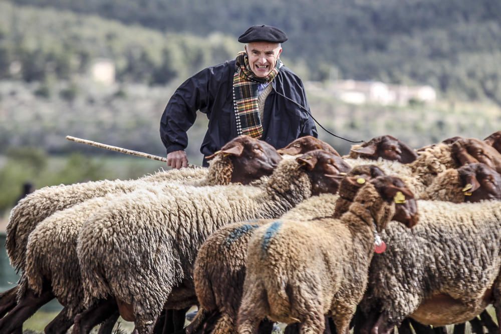 «Concurs de Gossos de Ramat» de Agres.