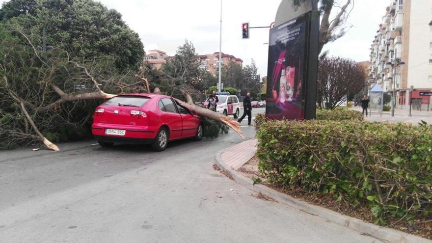 Una rama ha caído sobre un coche esta mañana en Cartagena