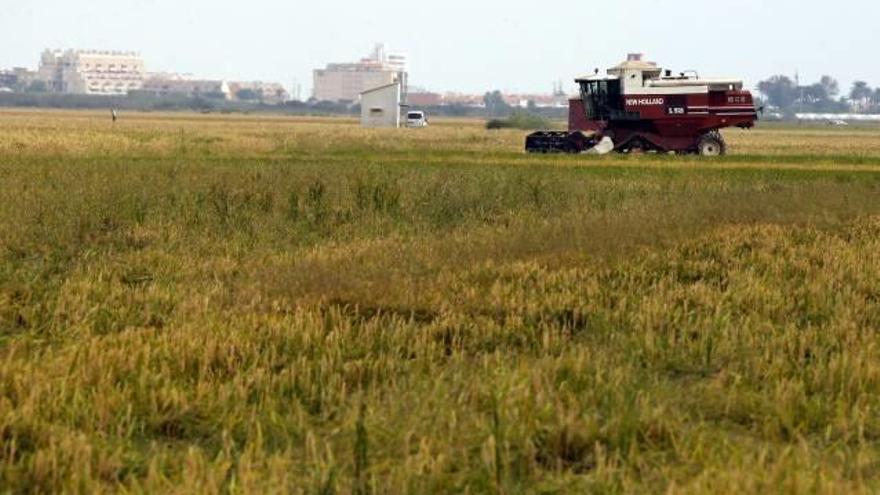 Un agricultor montado en su maquinaria realiza la siega del arroz en un campo de la Ribera Baixa.