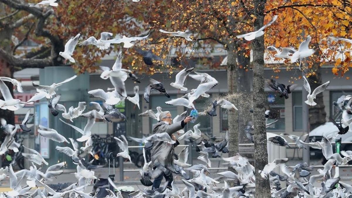 Una mujer echa pan a los pájaros en Zúrich.