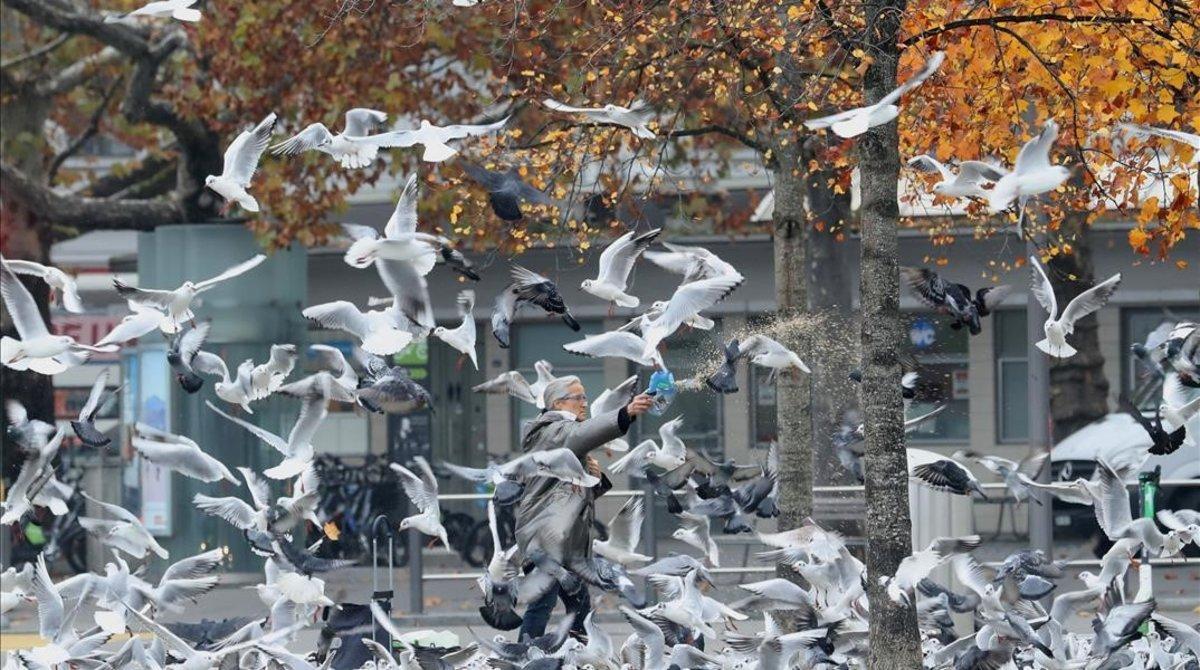 undefined55833587 a woman feeds birds on a public square in zurich  switzerlan201111160927