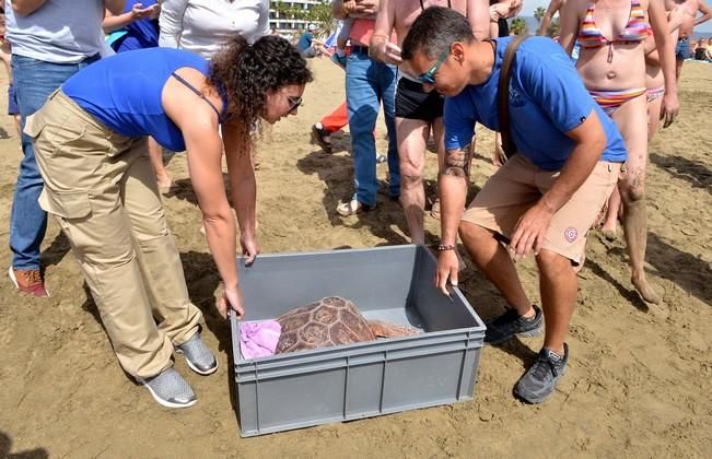 GARZA ÁNADE TORTUGA SUELTA CHARCA MASPALOMAS