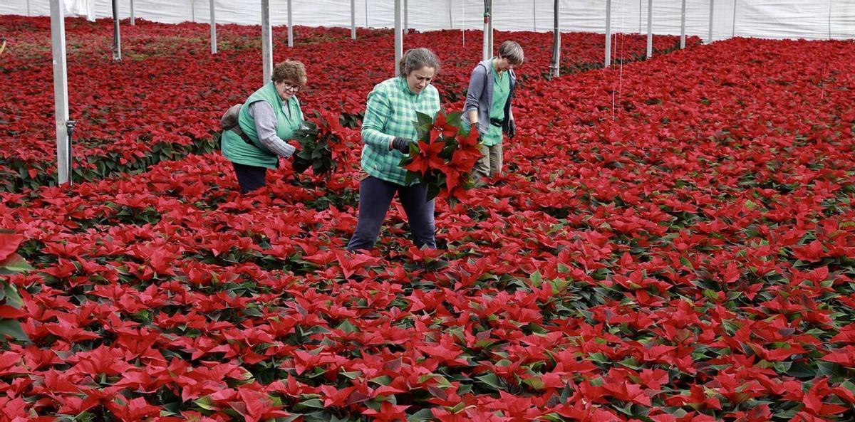 Las empleadas trabajan este mes a todo ritmo para sacar las 43.000 poinsettias. | A. Hernández