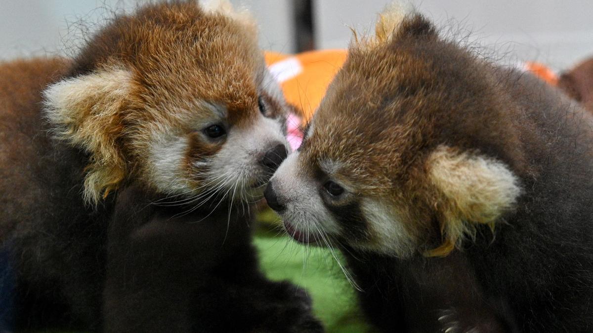 Dos cachorros de panda rojo, presentados en Yokohama