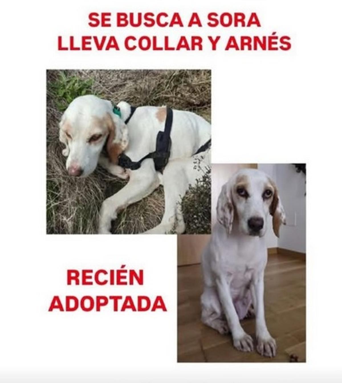 Cartel de búsqueda de Sora.