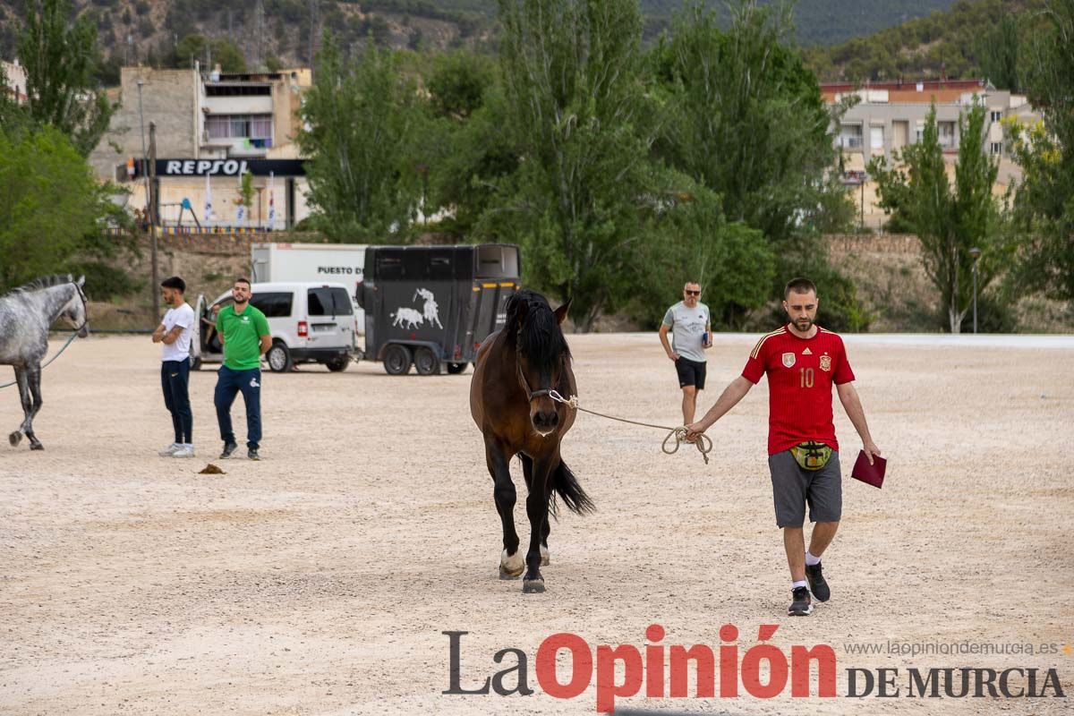 Control veterinario de los Caballos del Vino en Caravaca