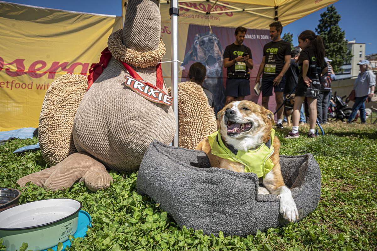 CAN WE RUN BARCELONA. La carrera organizada por Prensa Ibérica y El Periódico de Catalunya con la colaboración de Sport ,  donde las personas y sus mascotas perrunas corren en familia