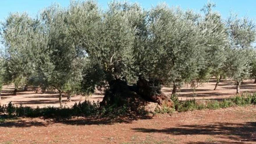 Un convenio recuperará una finca de olivos de la Vallibona