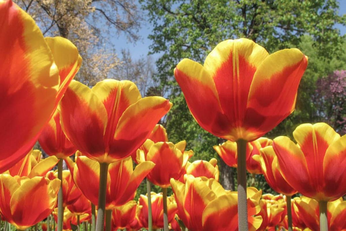 El personal de la Unidad de Jardín y Arbolado del RJB-CSIC plantó 23.000 bulbos de tulipanes