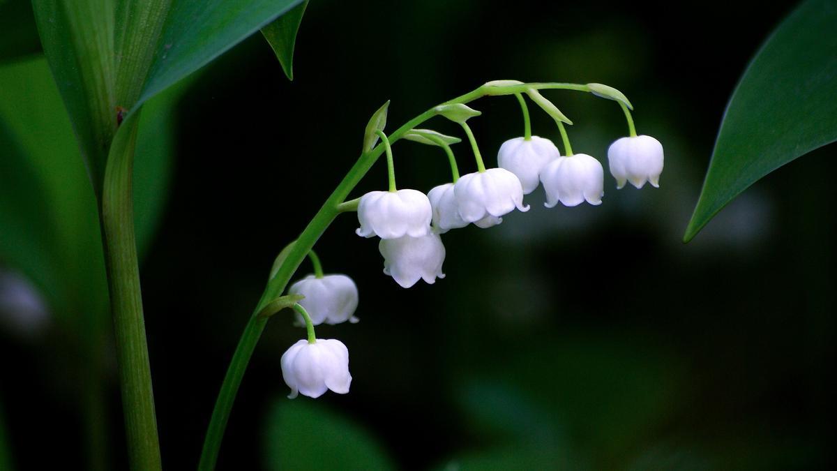 Los lirios del valle tienen unas preciosas y aromáticas florecillas blancas