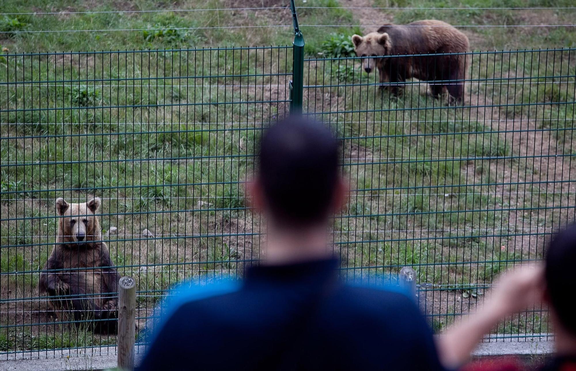 EN IMÁGENES: Así fue la vida de la osa "Paca" en el cercado de los Valles del Trubia