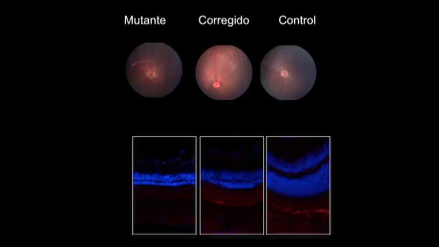 Un equipo liderado por el español Juan Carlos Izpisúa devuelve la visión a ratones ciegos