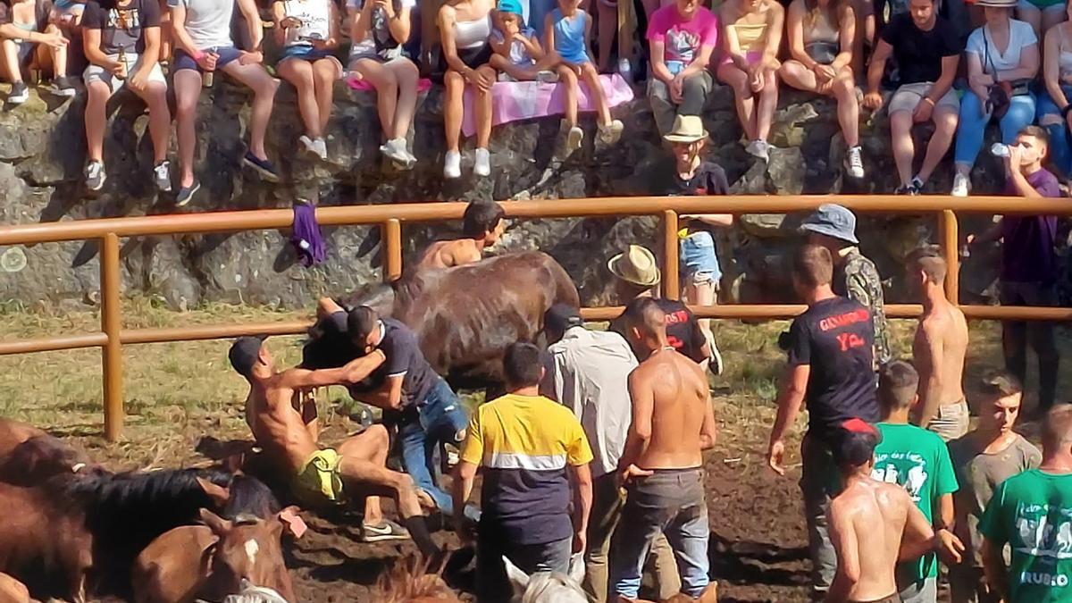 Los aloitadores, en plena faena