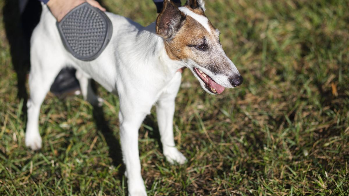 Cómo quitar pelos del perro del coche