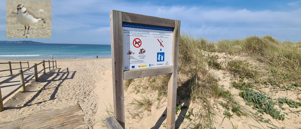 Uno de los carteles que advierten de la prohibición de acceder con perros a la playa de A Lanzada. En el recuadro superior izquierdo, un chorlitejo patinegro.