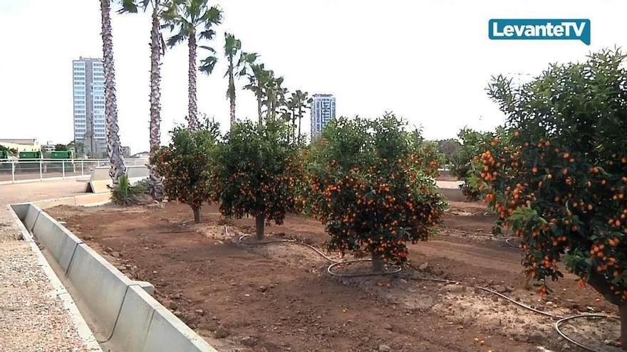 Valencia licita el proyecto de recuperación de los huertos de Sociópolis