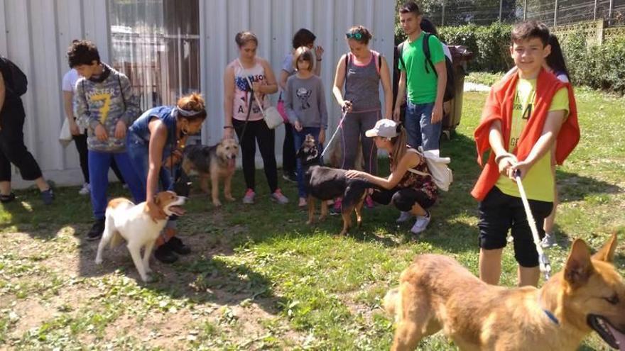 Alumnos del instituto gijonés Mata Jove, ayer, con varios perros del albergue municipal.