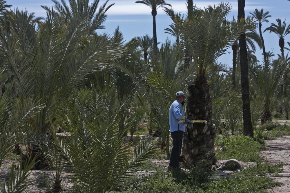 Investigación de la UMH sobre el Palmeral