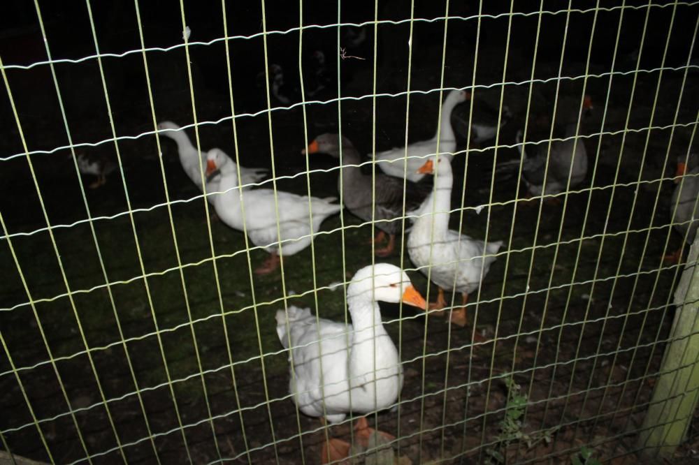 Animales desorientados en el Parque de la Vida de Valdés