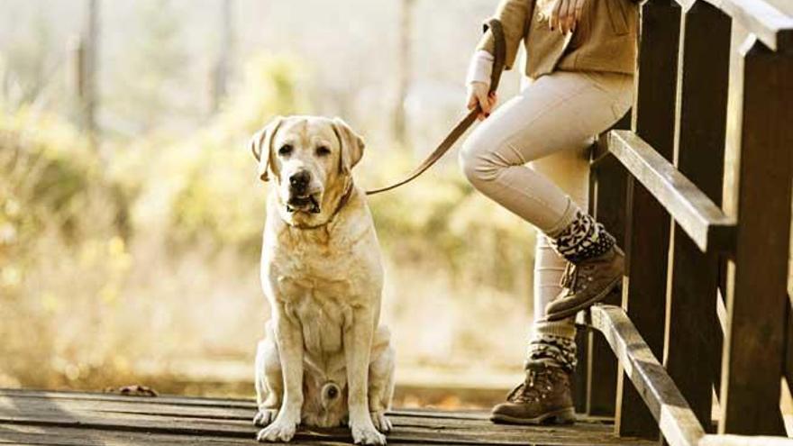 Un perro, junto a su dueña.