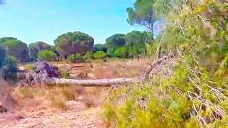 Alertan de una muerte masiva de pinos en Doñana: "Se desploman sin causa aparente"