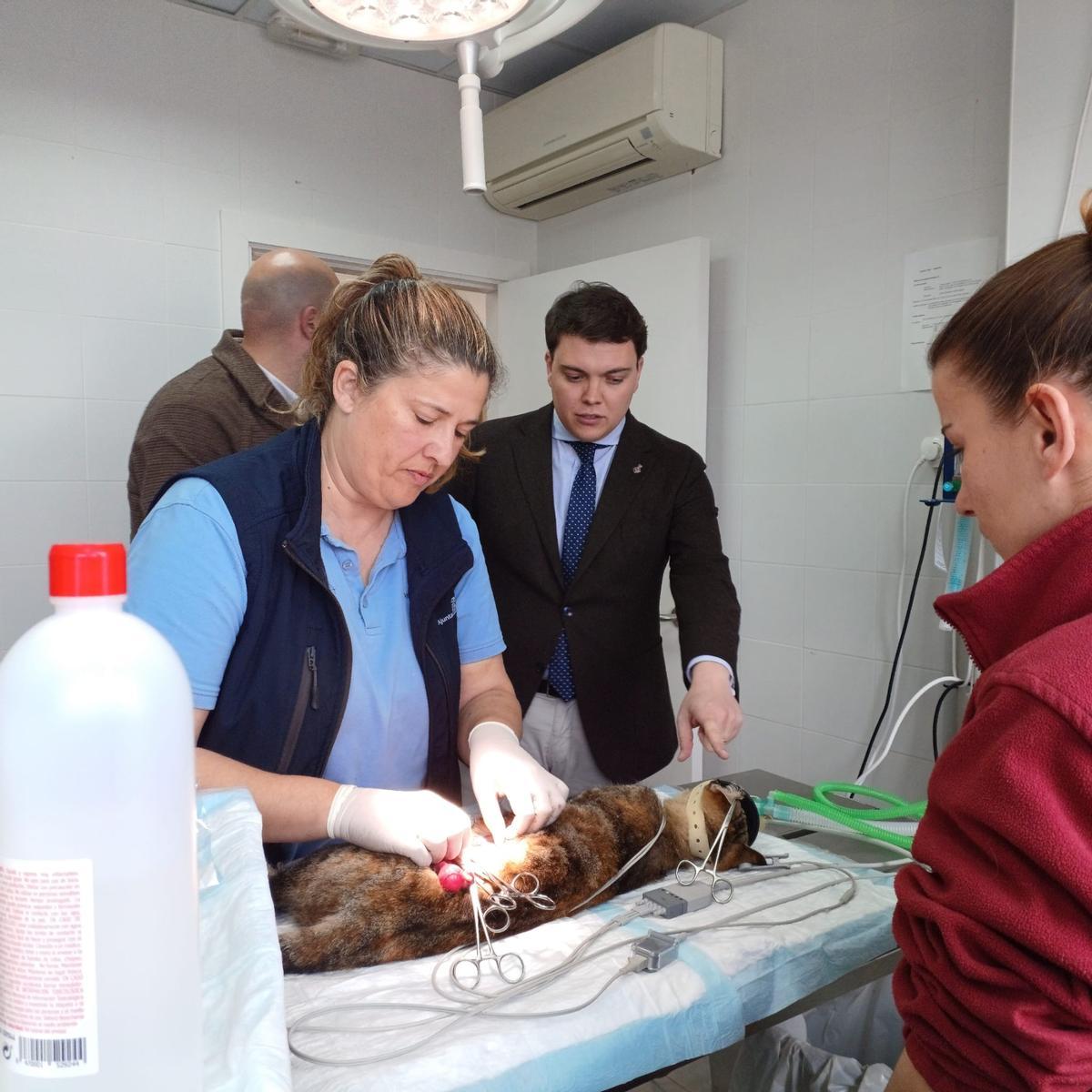 Cada día se realizan una media de ocho operaciones de castración de gatos en Son Reus