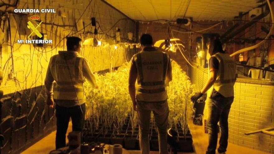 La Guardia Civil incauta 1.240 plantas de marihuana en Torreblanca, Culla y Albocácer