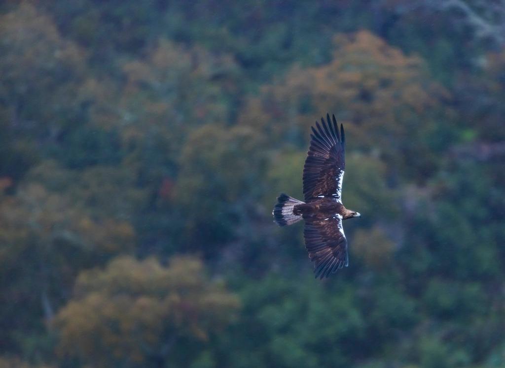 Sierra Morena, territorio Lince