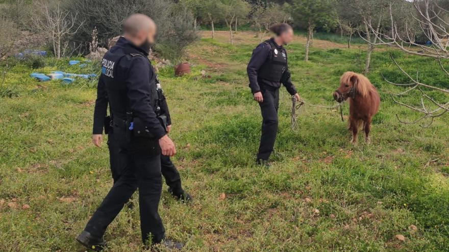 Agentes de la Policía Local, con el poni abandonado en Sant Jordi