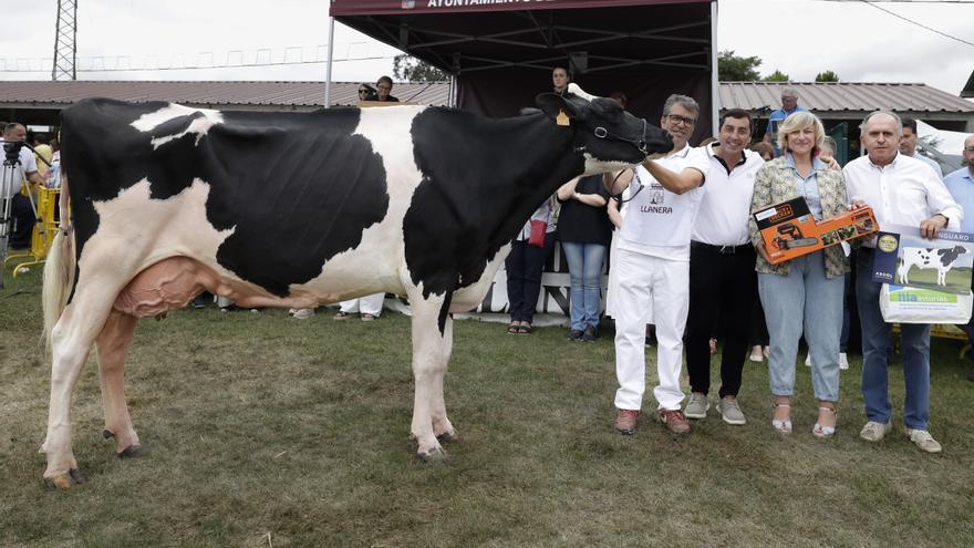 En imágenes: estos son los grandes campeones del Concurso de Ganado de Llanera