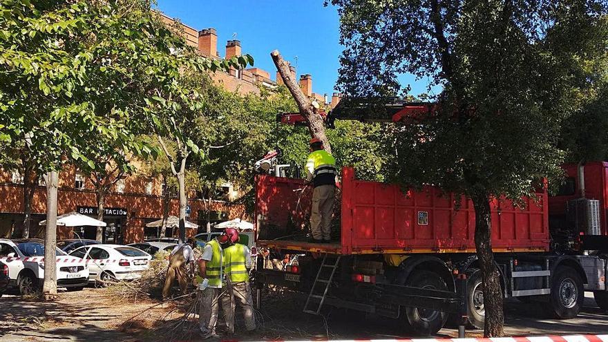 St. Narcís Un altre arbre menys al parc Central