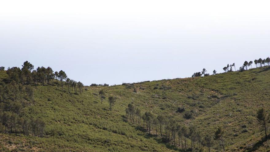 Andilla, diez años después del 
incendio que arrasó la zona.  miguel ángel montesinos