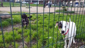 Foto de archivo de unos perros vigilados por sus dueños en un parque de Vigo