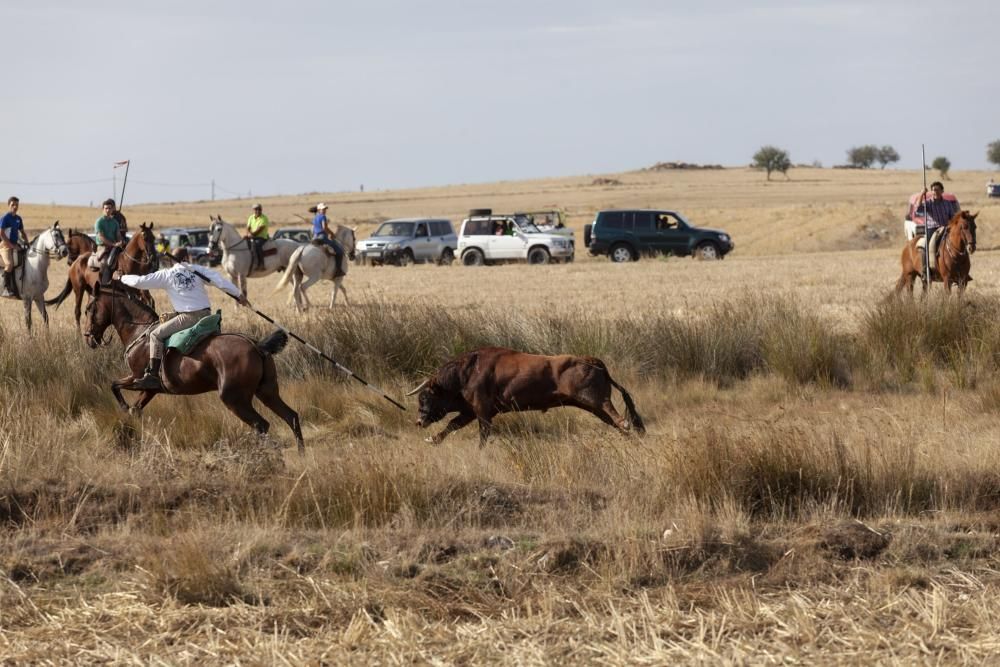 Encierro campero en Pereruela