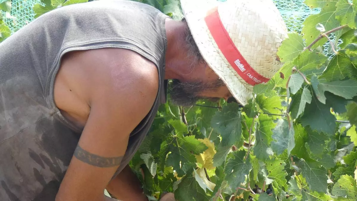 Más uvas y más vino a pesar de las torcaces en Formentera