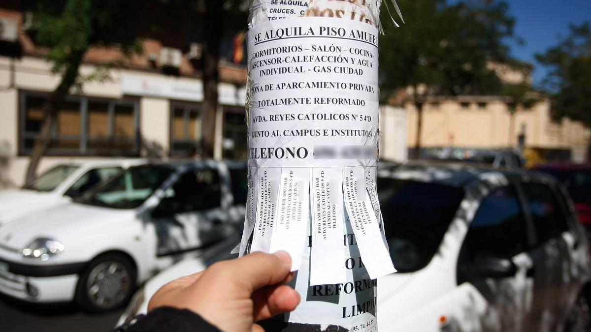 UNA PERSONA COGE UN PAPEL DE UN ANUNCIO DE ALQUILER DE PISO PISOS PEGADO EN UNA FAROLA