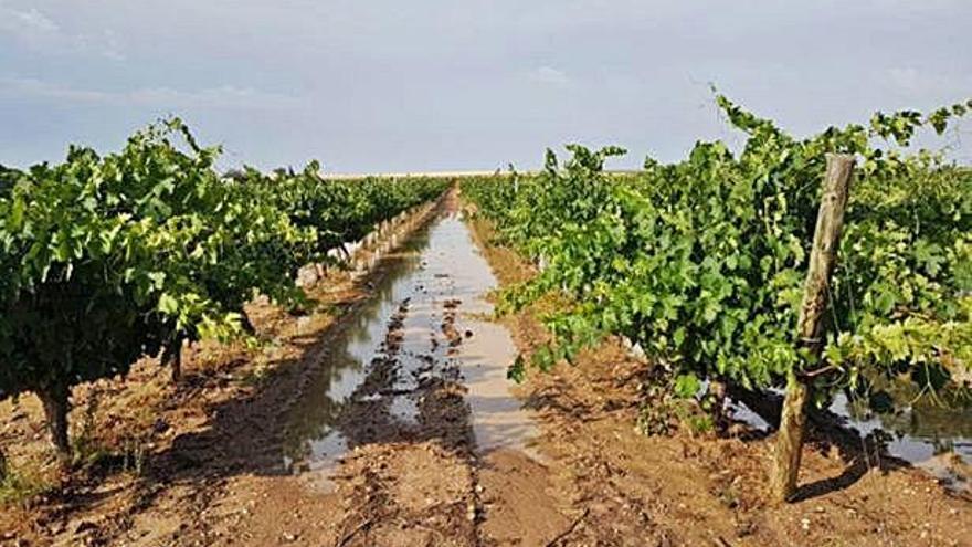 Agua acumulada en uno de los caminos que discurren por viñedos de Villaester dañados.