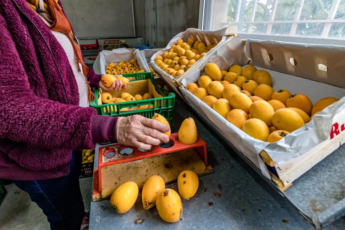 La lluvia echa a perder entre el 20 y el 25% de la cosecha de nísperos y los agricultores no cobrarán el seguro.