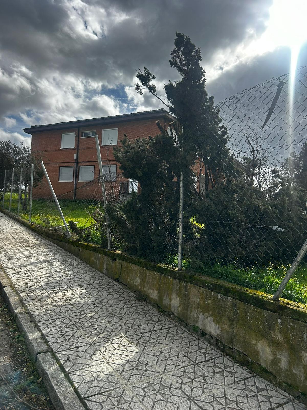 Árboles caídos sobre el vallado del patio del colegio de Garrovillas de Alconétar.